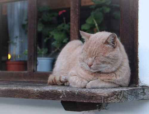 Πότε να ανησυχήσω; Σημάδια ότι το κατοικίδιό μου χρειάζεται άμεσα κτηνιατρική φροντίδα